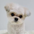 허니비 펫살롱 이미지