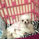 미니 & 바니 애견샵 이미지