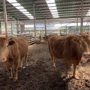 진성농장2 이미지