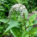 노고단-8 이미지