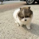 다양하개 이미지