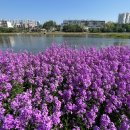 금호강영천 이미지