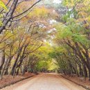 안산솔밭길산악회 161차.정기산행 경주 토함산 불국사 단풍산행. 이미지