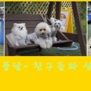 펫피랜드 이미지