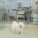 서울애견미용실 이미지