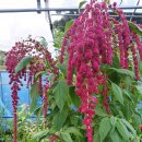 맨드라미농장 이미지