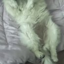 데이,그룸 | 천안 청당동 강아지 미용실 데이그룸 | 스파, 목욕 하길 잘했네!