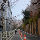 두바퀴쉼터 | [서울 벚꽃 명소] 안산 연희숲속쉼터 &amp; 홍제천 폭포, 튤립과 벚꽃을 한눈에!, 연희숲속쉼터 벚꽃 개화 현황