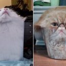 부동산경공매 이미지