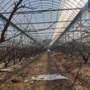 천창일농장 이미지