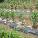 죽암농장 이미지