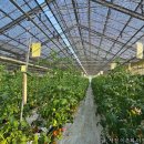 김종옥농장 이미지