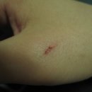 멍멍이 클럽 이미지