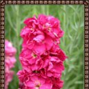 비단향꽃무 이미지