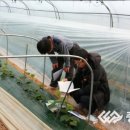 공주채소