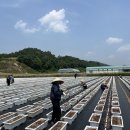 임실꽃화원 국제뉴스