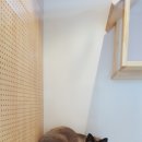 닥터호오 동물병원 이미지