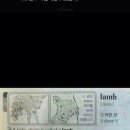 오늘의 유머 : lamb 과 sheep 차이 이미지