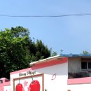 경주 체리 이미지