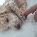 포롱도그 이미지