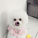 MY DOG GROOMING 이미지