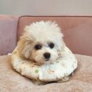 용인서현 동물병원 이미지