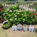 엔젤애견 이미지