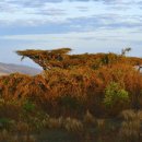 새창조이야기(주) | 탄자니아 여행: 응고롱고로 게임 드라이브 1