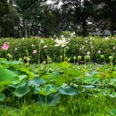 경주연꽃단지 이미지