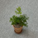 핏어팟(pit A pat) 이미지