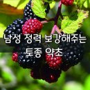 [남성 정력 보강해주는 토종 약초] 이미지