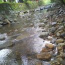 동화나라 애견 이미지