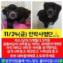 낼모레(24일)안락사예정 아이들 공유부탁드려요 이미지