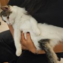힐링캣 | 홍대 놀거리 고양이 카페 &#39;캣파라다이스&#39; 내돈내산 솔직후기