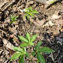 삼청농장 이미지