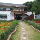 남연허브 이미지