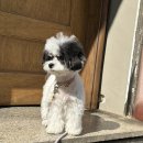 하울팟 한남점 | 강아지 산책의 중요성: 강아지 산책그룹수업 내돈내산 후기(하울팟 한남점 HOWLPOT)