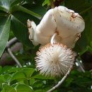 바오밥나무기타 이미지