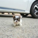 비바동물병원 이미지