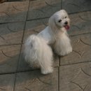 카사노바에리켄넬 이미지