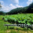 속리산 정이품공원, 보은연꽃단지, 대야리 즐산 아로니아 농장 이미지