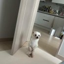 호빈