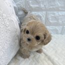 오독안심분양센터 강아지분양 고양이분양 시흥점 이미지