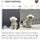 꼬망모르