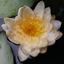 안동농원 이미지