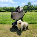 강아지정원 이미지