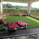 오픈독하우스 이미지