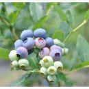 미루농원 이미지