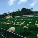 양아목장 이미지