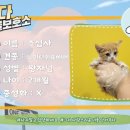 안다 동물보호소 이미지